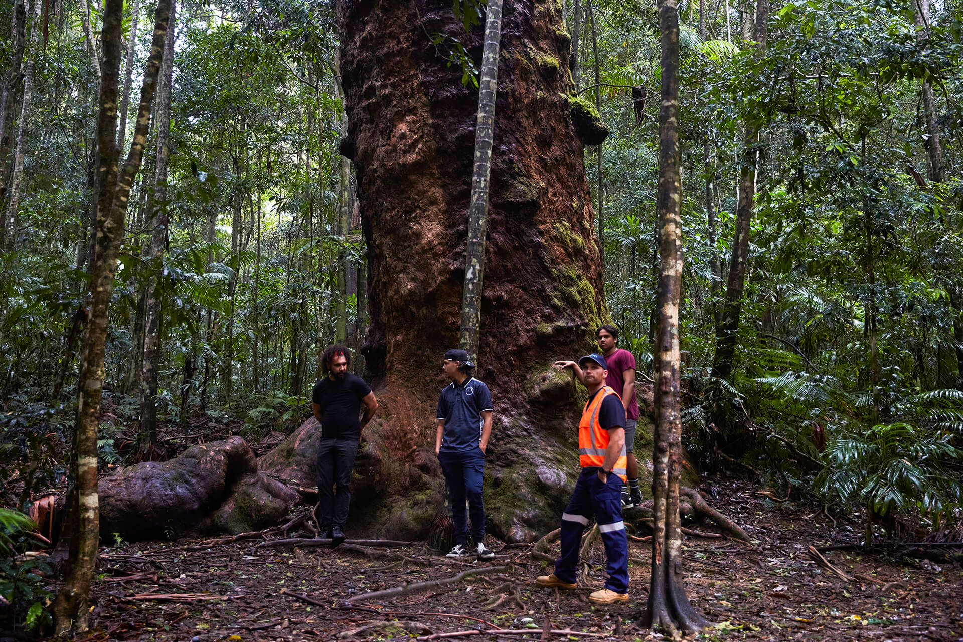 Forestry Corporation of NSW to pay $450,000 after giant and hollow-bearing trees illegally logged | EPA