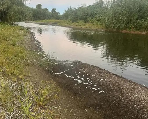 NSW EPA Investigates Hunter River Fish Kill Near Mount Thorley: What EPL Holders Need to Do Now