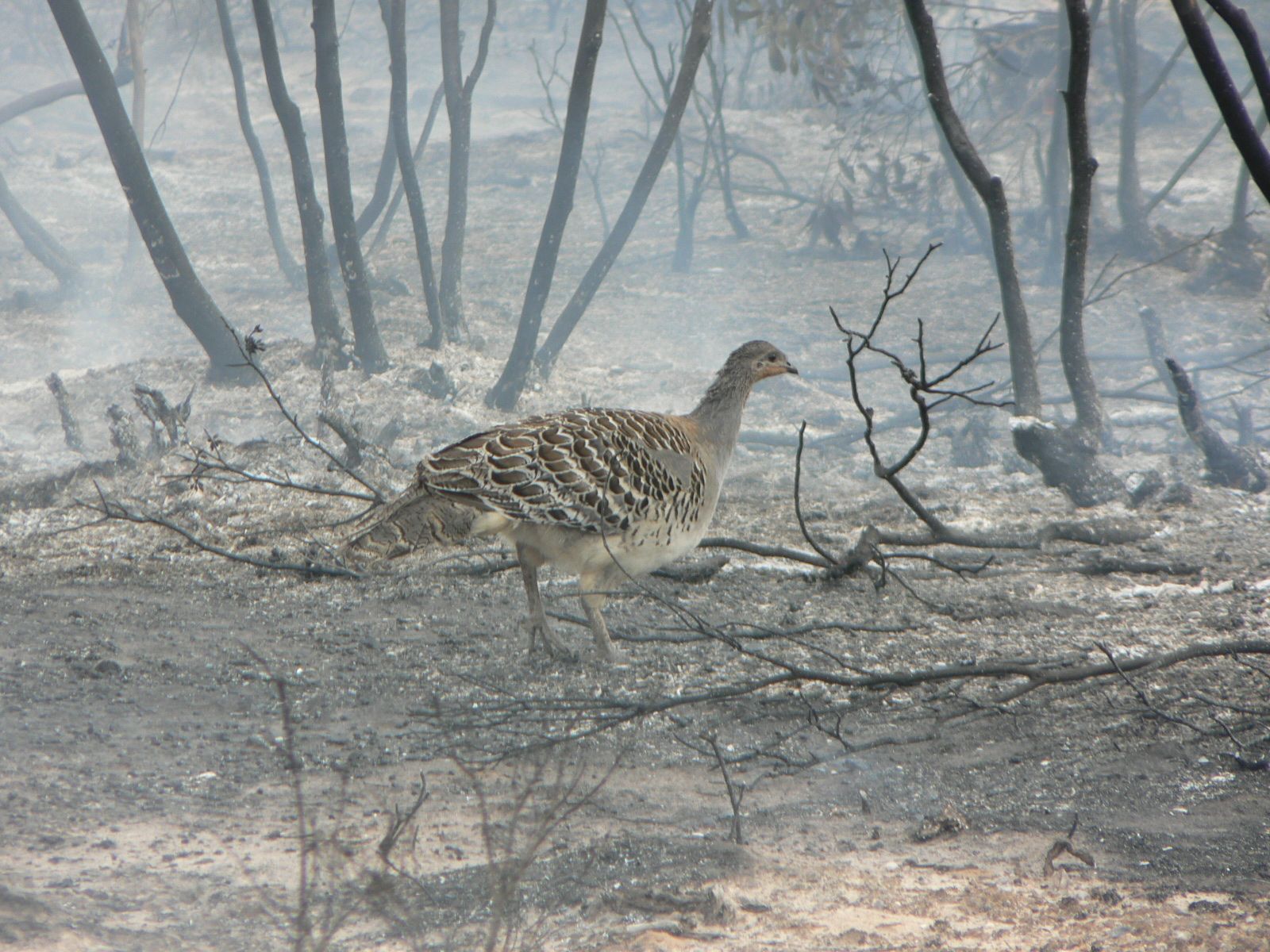 ‘Optimistic spin’ hides worsening nature crisis in government report to UN, experts say | Biodiversity Council Australia
