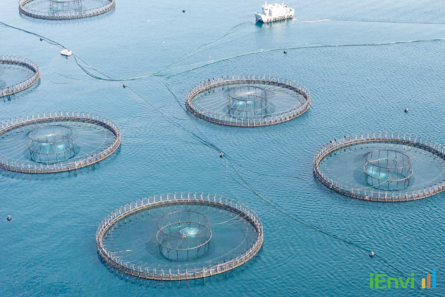 Tasmanian salmon deaths top 9,000 tonnes in early 2026, EPA figures show