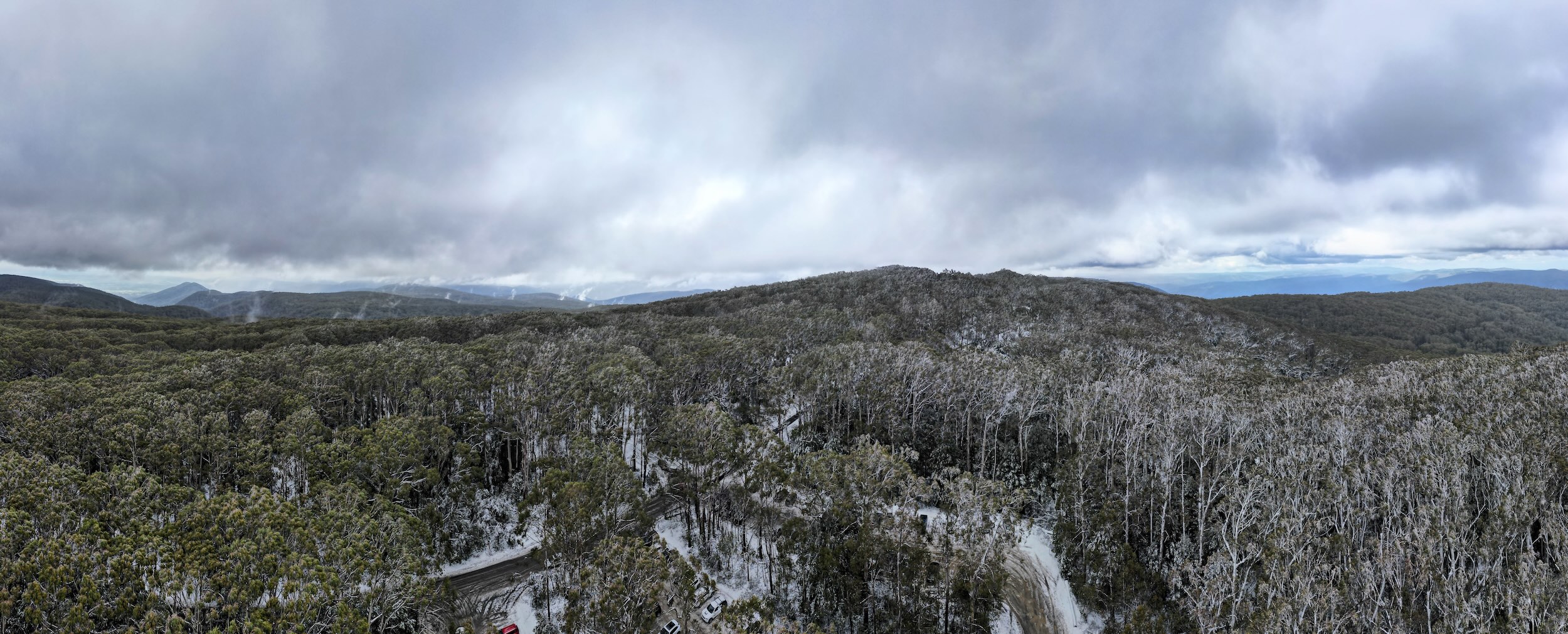 Mainland alpine ash forests declared endangered under EPBC Act