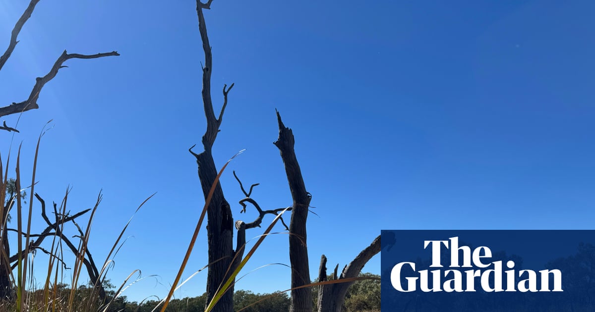WaterNSW criticized over halted environmental flows causing turtle deaths in Gwydir wetlands