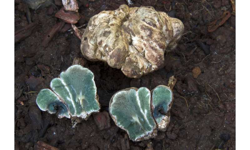 Climate change threatens crucial subterranean fungal networks and the Australian potoroos that rely on them, risking the creation of "empty forests."