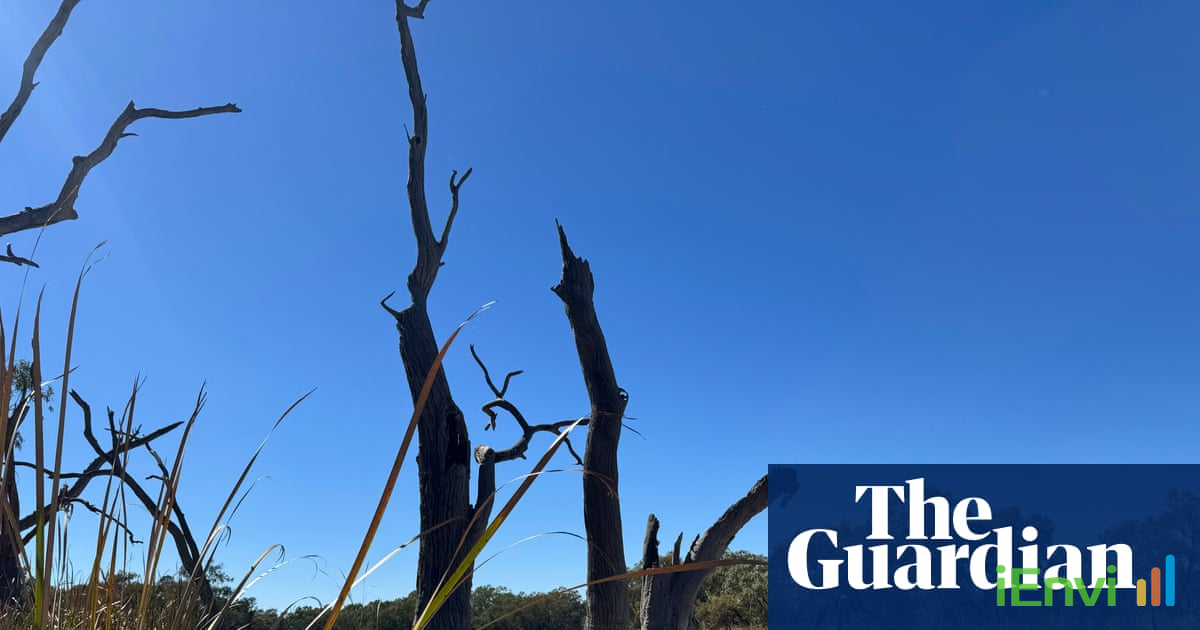 WaterNSW criticized over halted environmental flows causing turtle deaths in Gwydir wetlands