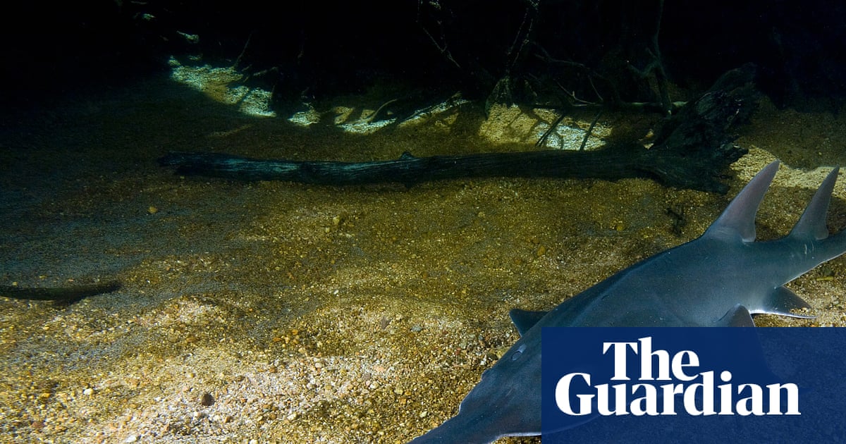 WA proposes doubling Fitzroy River groundwater extraction amid endangered species concerns