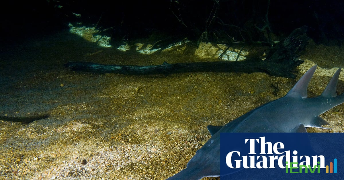 WA proposes doubling Fitzroy River groundwater extraction amid endangered species concerns