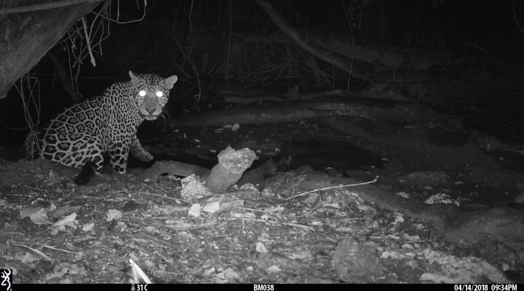 WSU and Google validate SpeciesNet AI for rapid ecological camera trap analysis