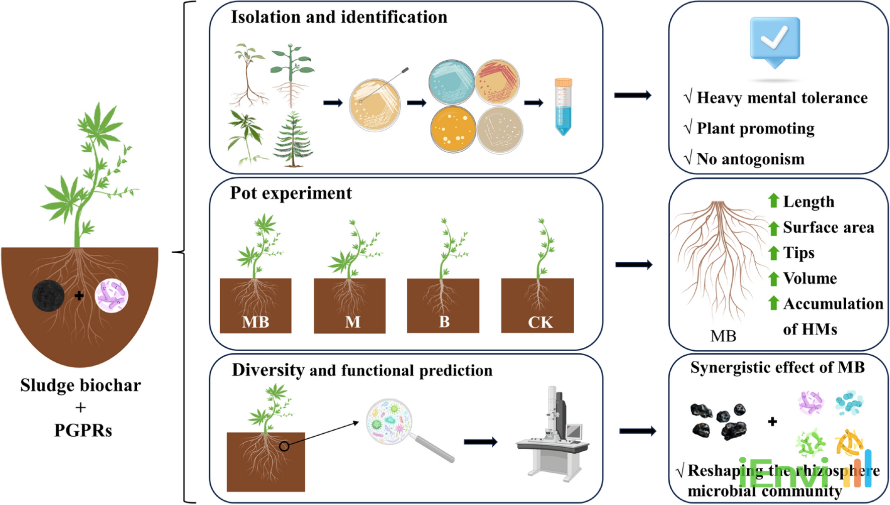 Biochar and Tailored Microbiomes Combine to Supercharge Heavy Metal Phytoremediation