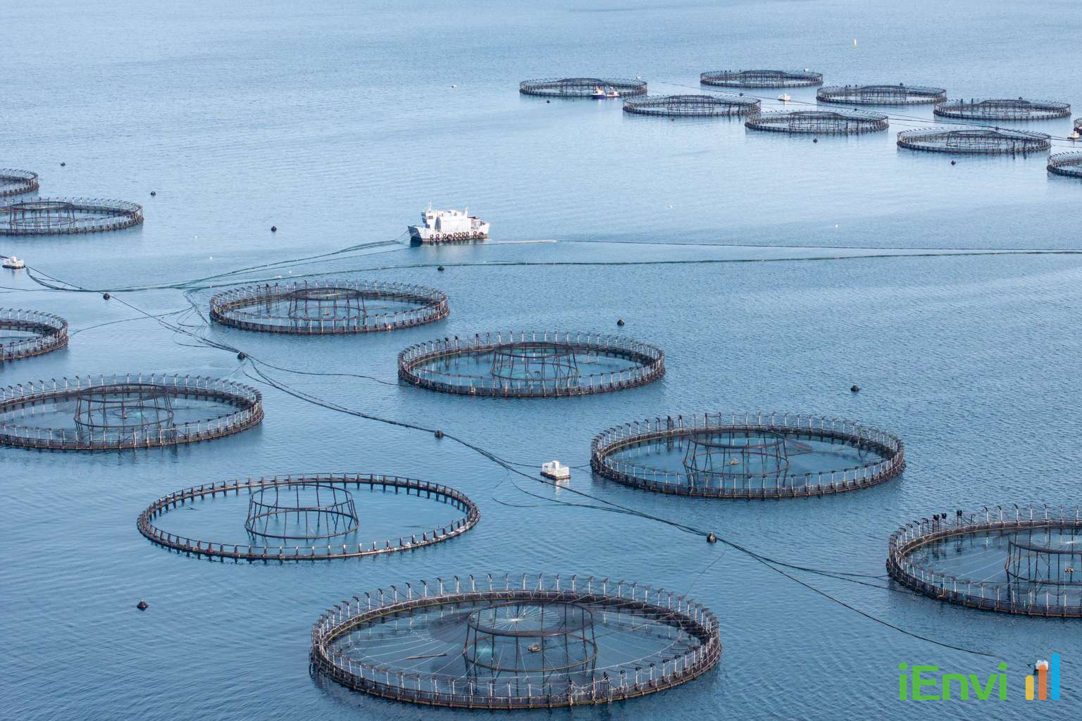 Tasmanian EPA finds low environmental risk from florfenicol at salmon farms