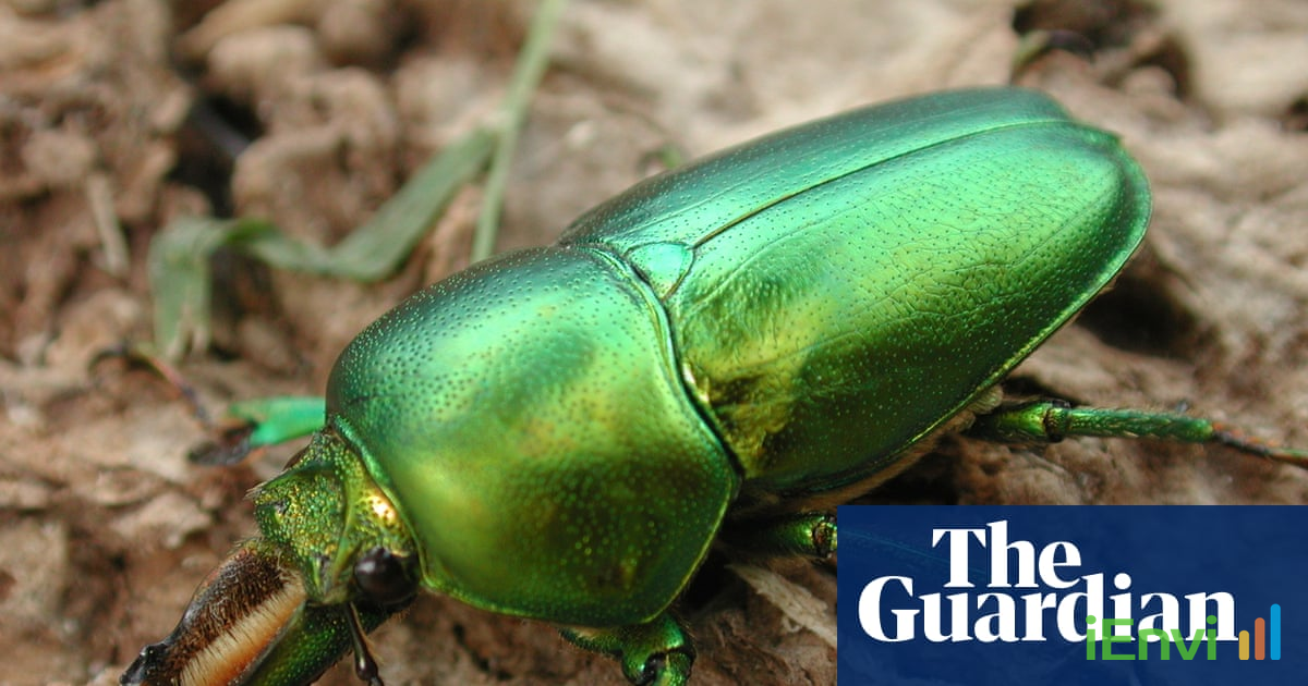 Lord Howe Island's Invertebrate Populations Surge 60% Following Historic Rodent Eradication