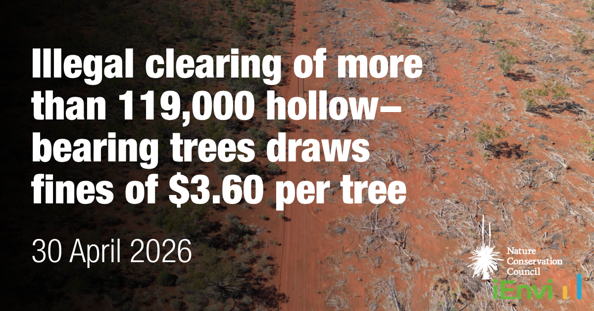 $3.60 per ancient tree: 119,000 hollow-bearing trees illegally cleared in NSW sparks calls for immediate regulatory overhaul.