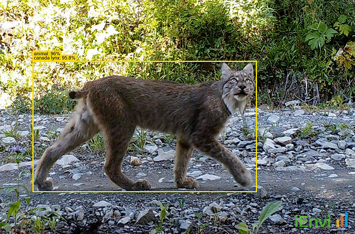 WSU and Google validate SpeciesNet AI for rapid ecological camera trap analysis