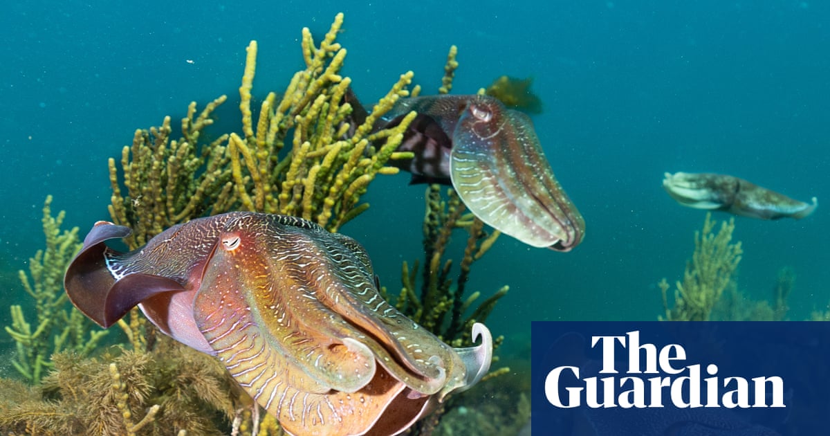Primary source Toxic algal bloom triggers catastrophic Whyalla cuttlefish wipeout in South Australia.