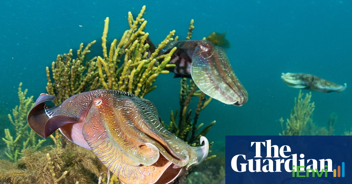 Toxic algal bloom triggers catastrophic Whyalla cuttlefish wipeout in South Australia.