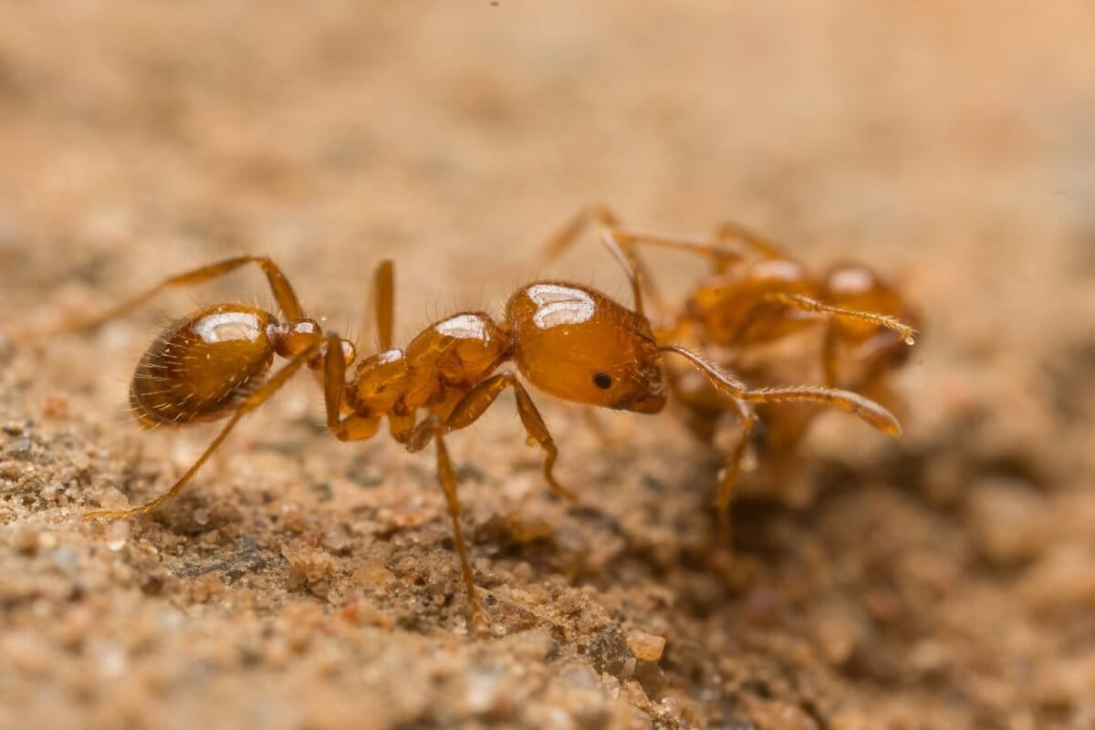 Primary source Tiwi Rangers and CSIRO successfully eradicate invasive tropical fire ants on Melville Island