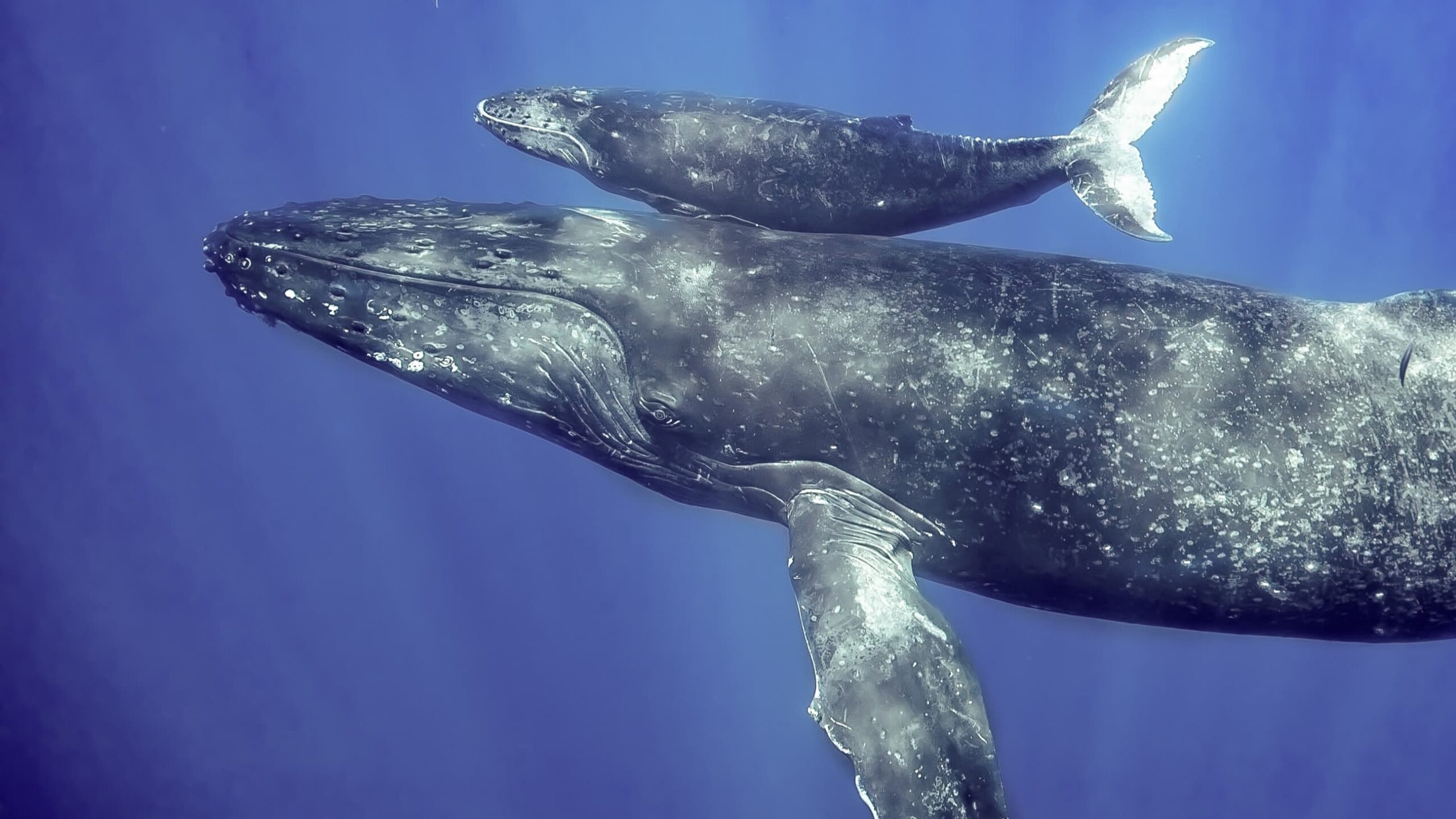 World-First Global Study Maps Rising PFAS Contamination in Whales and Dolphins