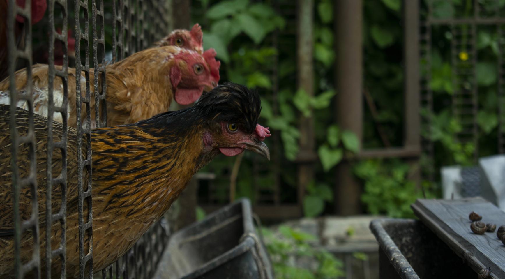 Dutch study reveals soil-dwelling worms drive high PFAS levels in backyard chicken eggs, highlighting a critical bioaccu