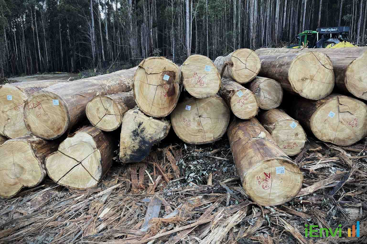 Federal and Tasmanian Governments Negotiate to Bring Forestry Under Federal Environment Law and New National Standards