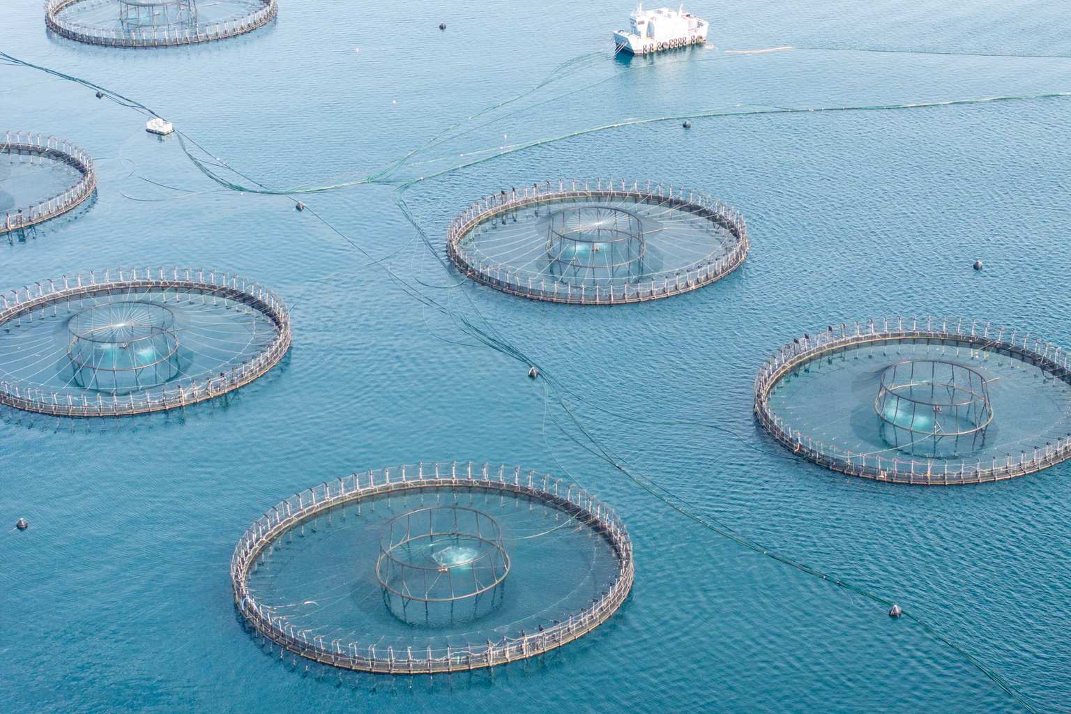 Tasmanian EPA data reveals 9,000 tonnes of farmed salmon died in Q1 2026, intensifying regulatory scrutiny over open-water aquaculture and antibiotic use.
