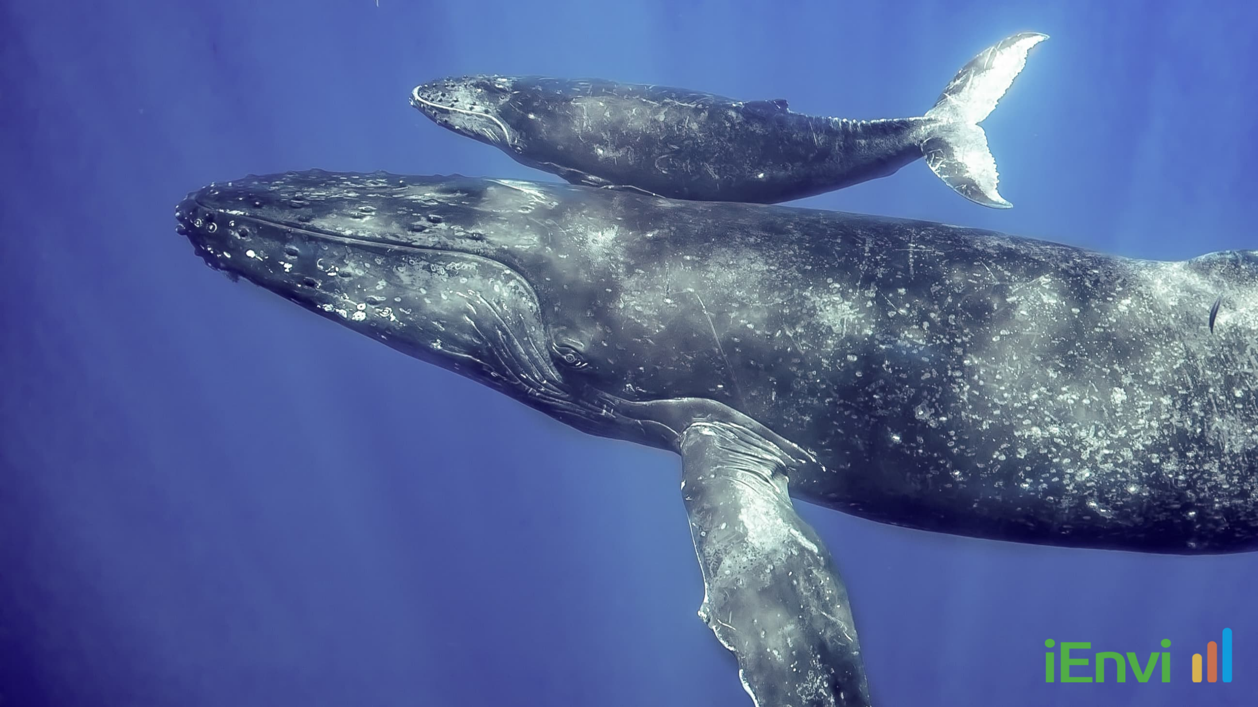 World-First Global Study Maps Rising PFAS Contamination in Whales and Dolphins