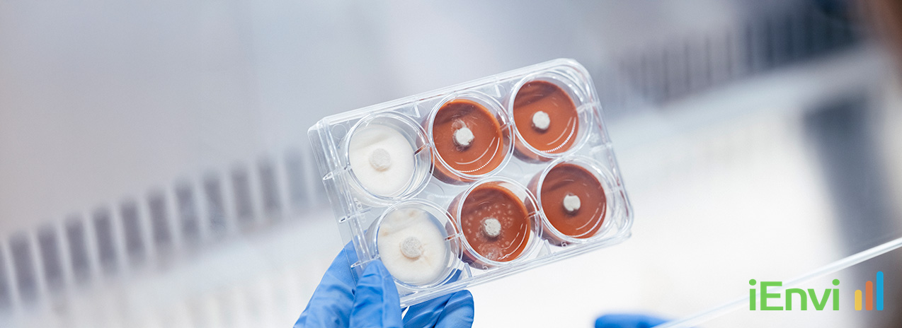 UQ Researchers Engineer 'Super Fungi' to Clean Toxic Mine Waste and Recover Critical Minerals