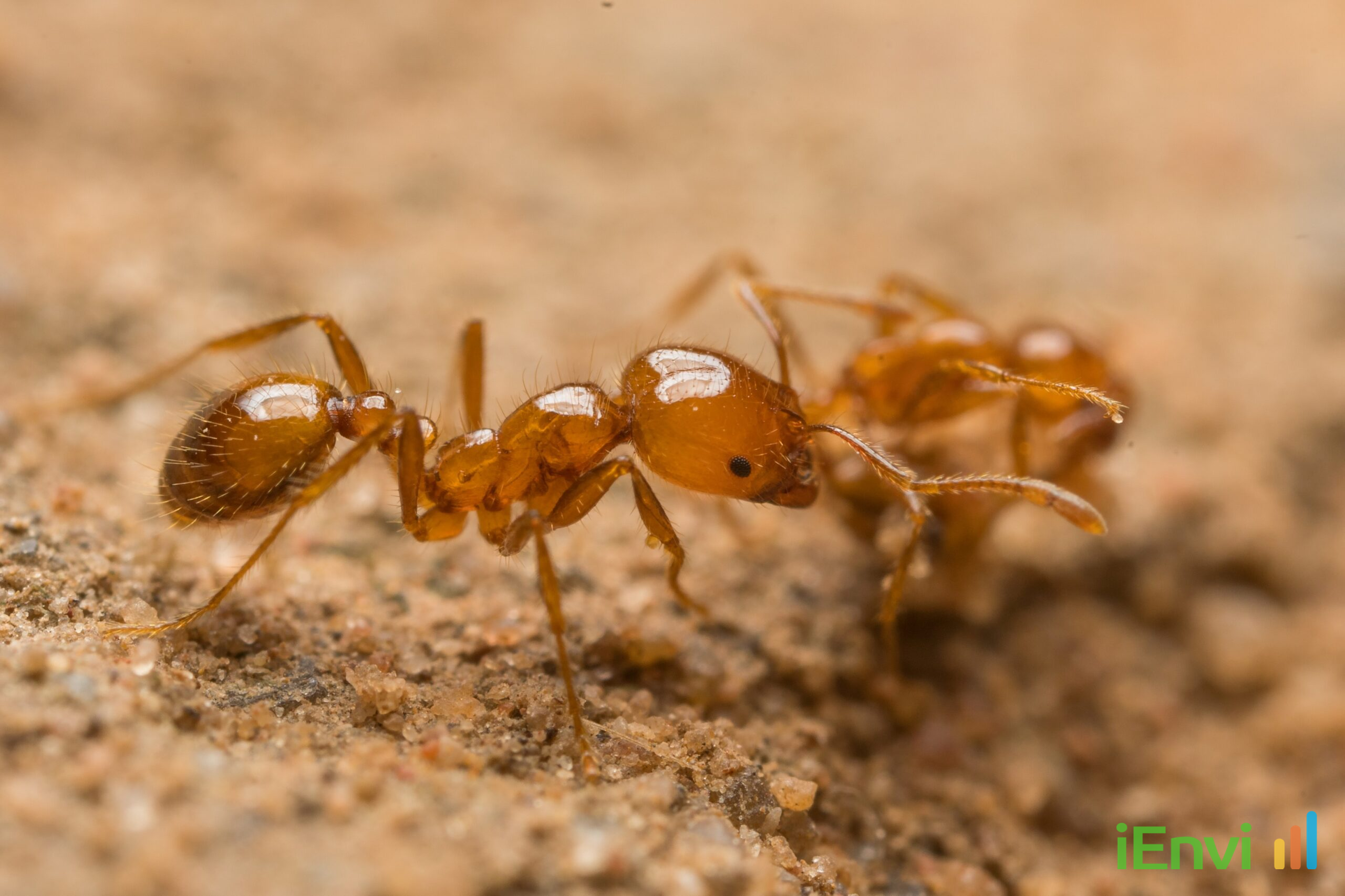 Tiwi Rangers and CSIRO successfully eradicate invasive tropical fire ants on Melville Island
