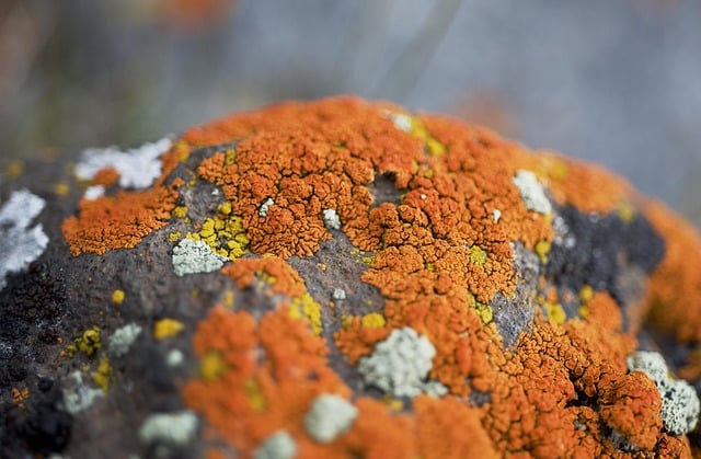Primary source Environment Information Australia releases national geospatial dataset for restricted-range species habitat