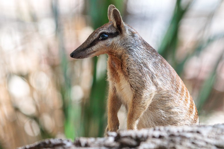 Primary source IUCN Red List Downlists Western Australia's Numbat to Near Threatened