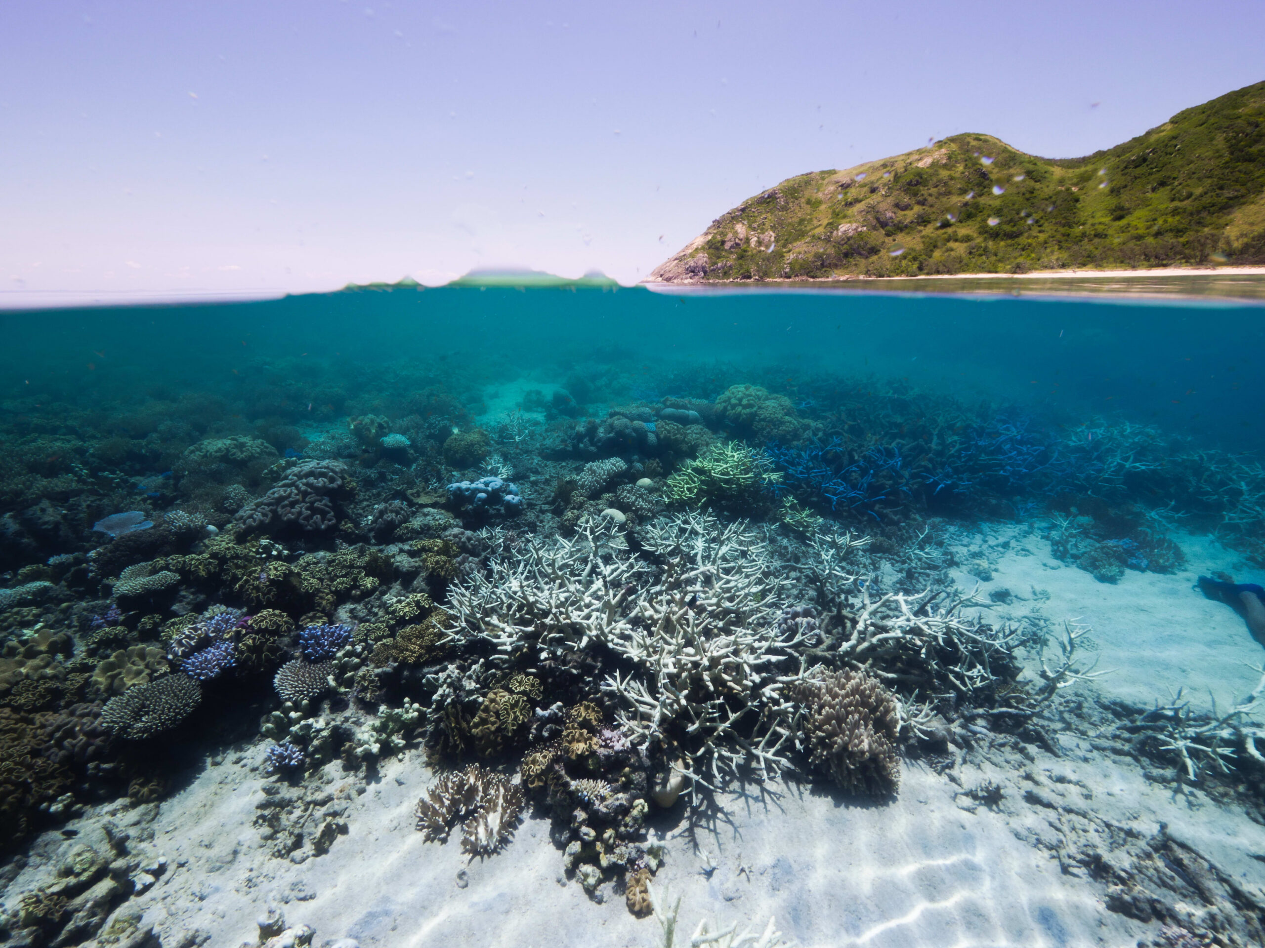 Primary source UNESCO Great Barrier Reef draft decision places Australia on notice