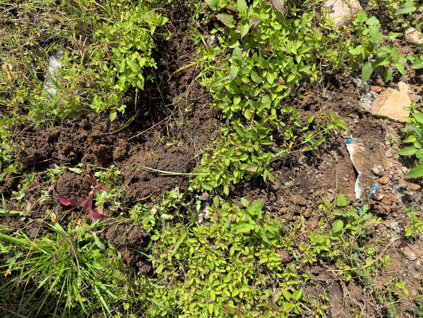 Disturbed surface soil and fill materials documented during a residential contaminated land investigation in Queensland Disturbed surface soil and fill materials documented during a residential contaminated land investigation in Queensland