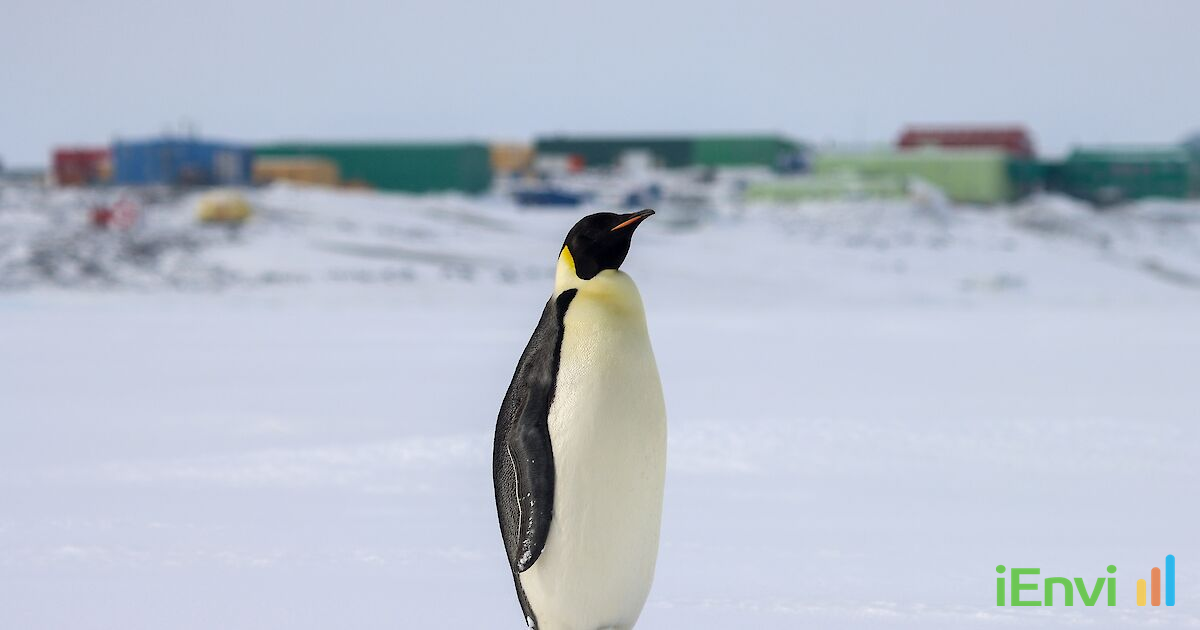 Antarctic Infrastructure Renewal Program Secures Environmental Authorisation for Major Davis Station Upgrades