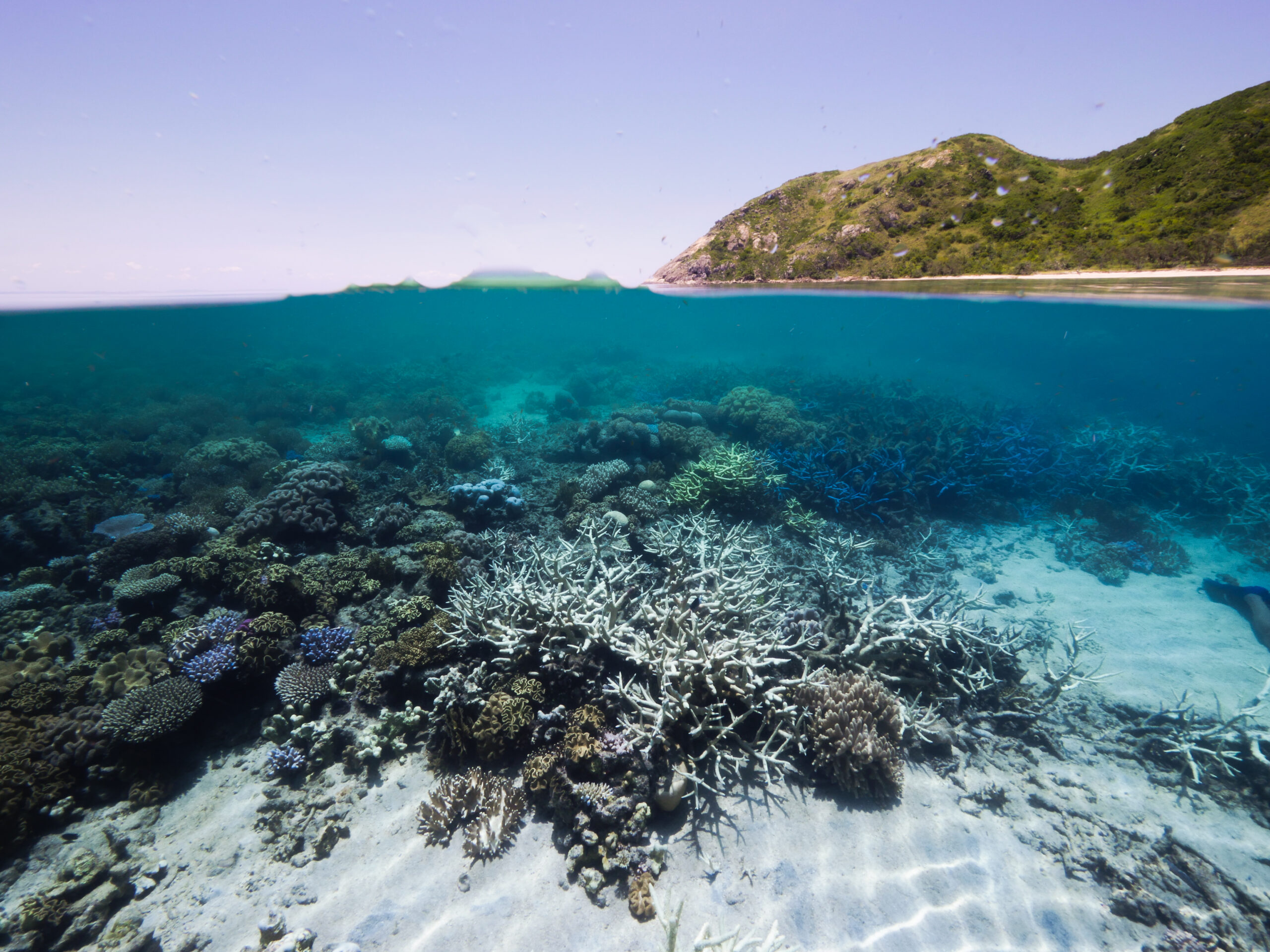UNESCO Great Barrier Reef draft decision places Australia on notice