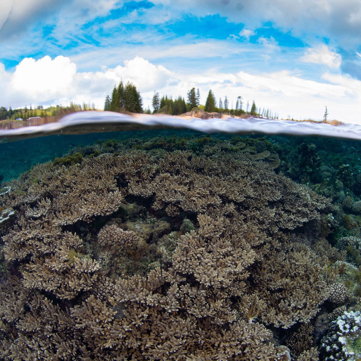 Norfolk Island's corals face triple threat from runoff, warming, and dredging