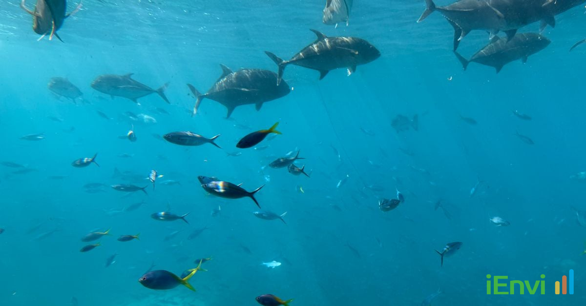 Landmark Nature study maps the Great Barrier Reef's microbiome, discovering 500 new bacterial species to revolutionise ecological monitoring.