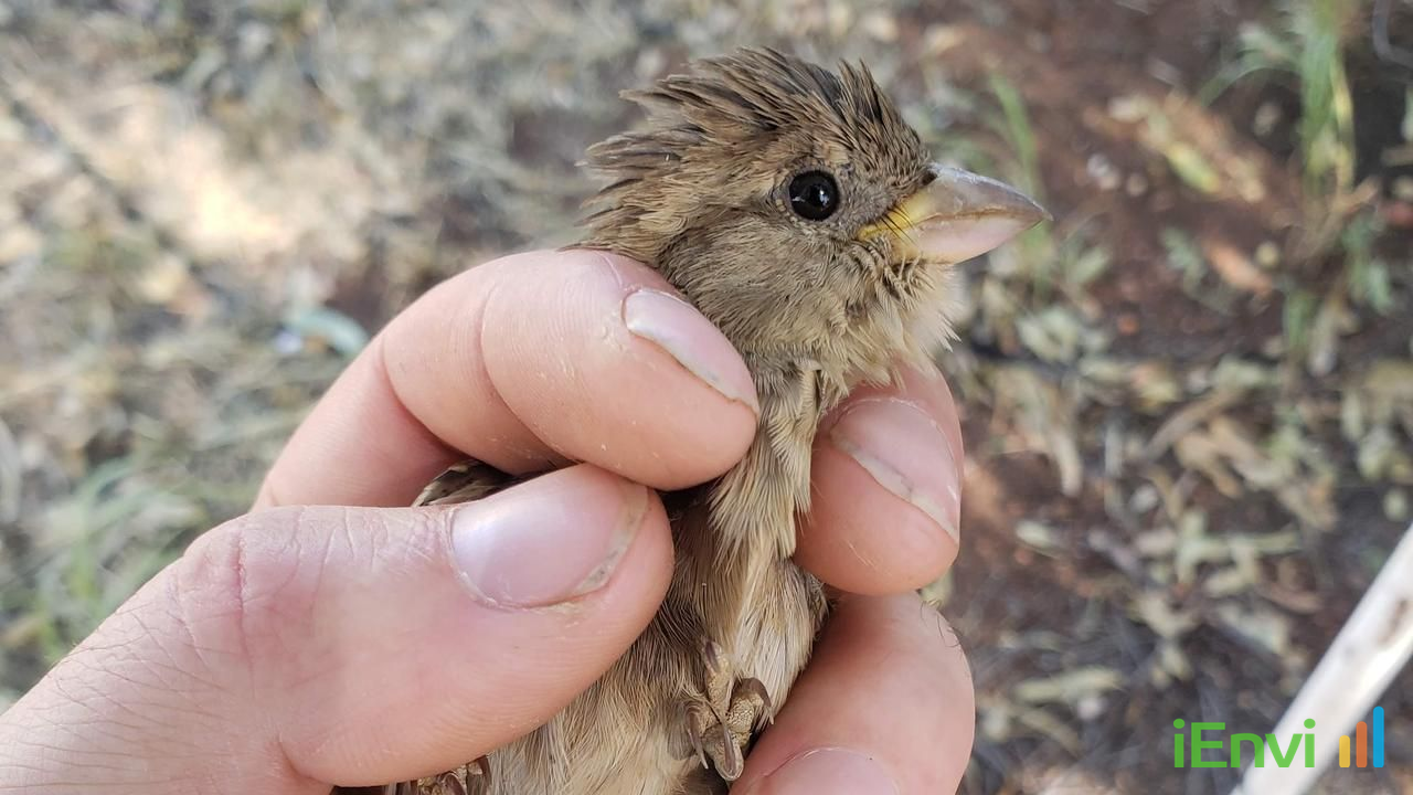 Melbourne sparrow study reveals dynamic PFAS food-web exposure pathways for ecological risk assessments