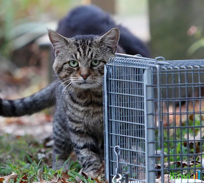 UQ Study Exonerates Cats, Revealing Human Hazards as Leading Cause of Threatened Wildlife Rescues in NSW.