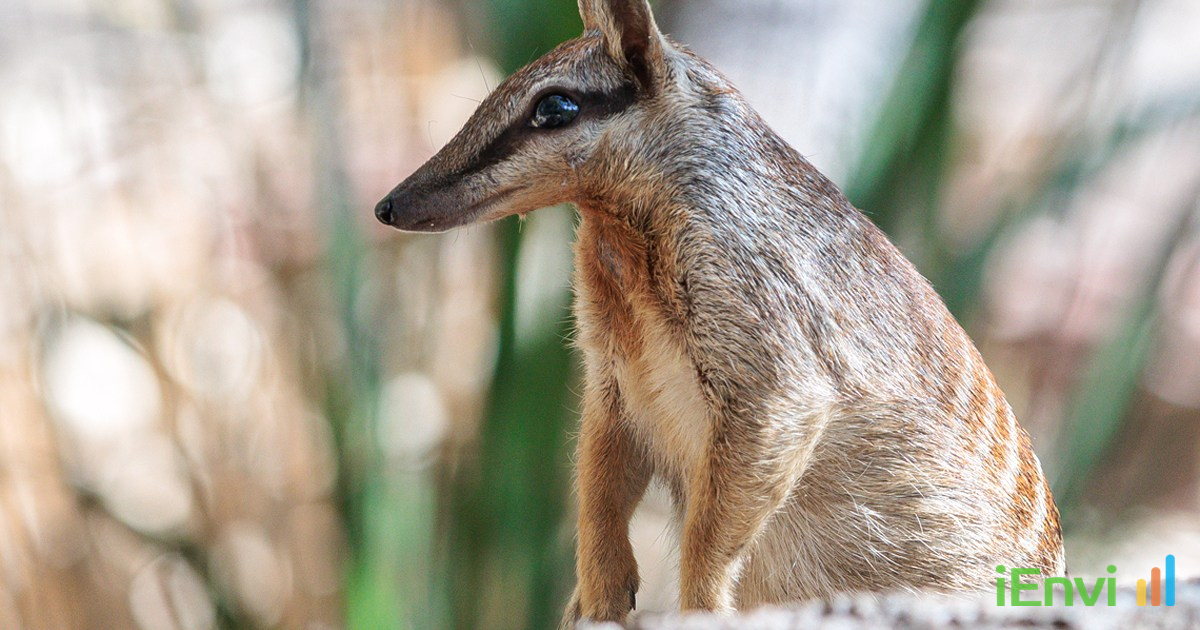 IUCN Red List Downlists Western Australia's Numbat to Near Threatened