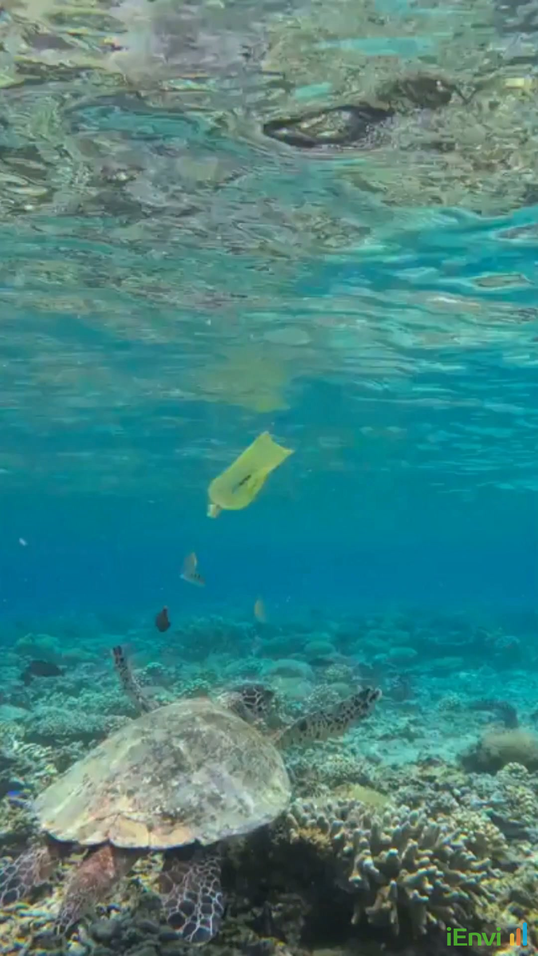 Federal Government opens $8M Reef Trust grant round for marine debris and plastic pollution catchment projects