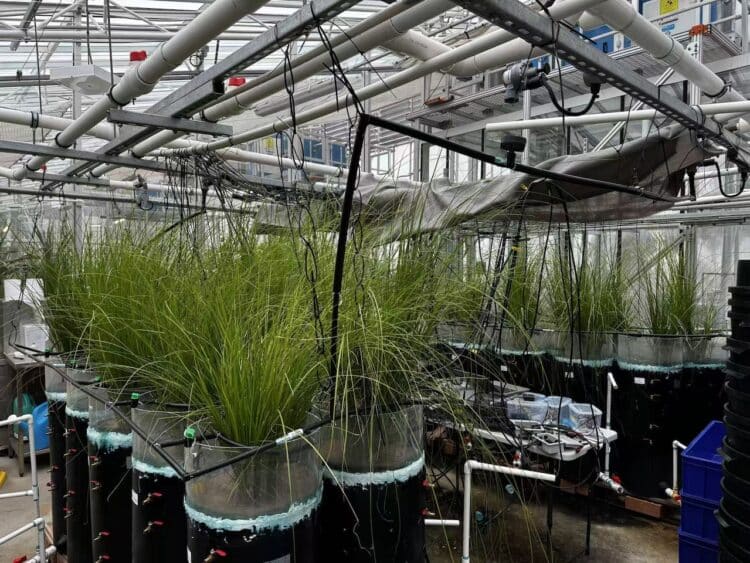 UNSW researchers develop smart biofilters to dynamically treat PFAS and stormwater pollutants