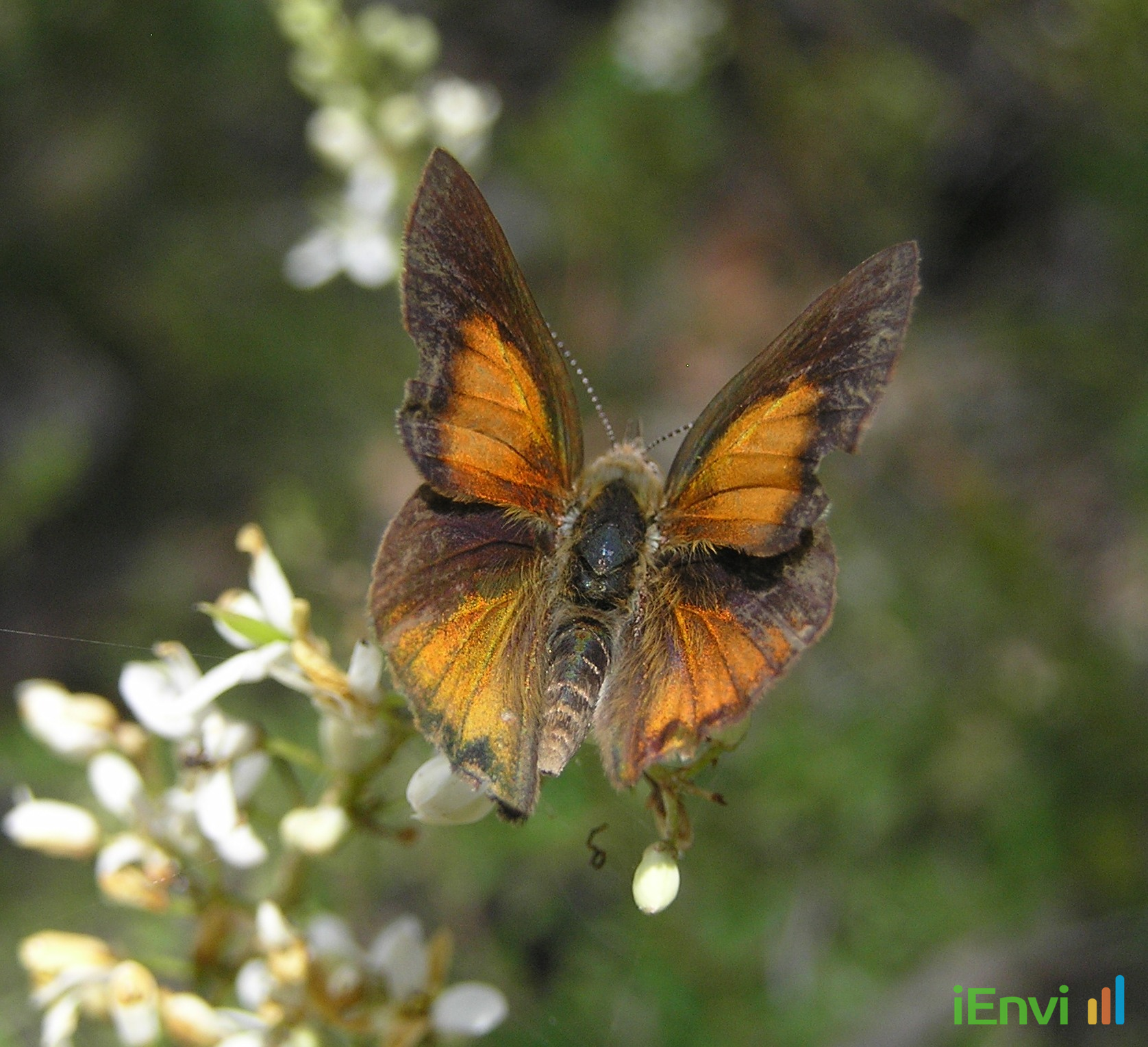 Yarra Valley Water site monitoring shows fivefold surge in endangered butterfly larvae following habitat restoration